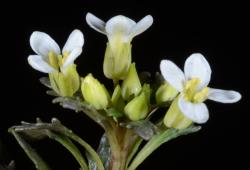 Notothlaspi australe flowers.
 Image: P.B. Heenan © Landcare Research 2019 CC BY 3.0 NZ